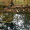 Peacock Spring
