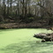 Peacock Springs, Orange Sink Hole