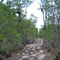 Off Road Trail in Big Cypress National Park