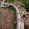 Snake Tree