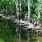Big Cypress National Preserve