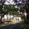 Azaleas in bloom at Rixford, Florida