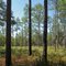 Longleaf pine sandhill