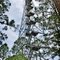 Live Oak Fire Tower