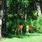 A Fawn and a Young One