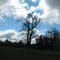 Tree before Gunnville Road