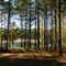 Pond view through the pines