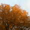Wild Pecan tree in the Autumn sun