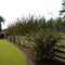 Crape-Myrtles
