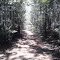 Forest Trail near South River