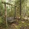 Swing in the Forest