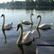 Mute Swans on Saint Joseph River