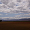 Flock Of Birds At Lower Klamath