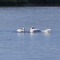 Flock Of Pelicans