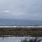 Klamath Falls, OR:  Lower Klamath National Wildlife Refuge, Snow Geese