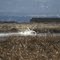 Near Dorris, CA:  Lower Klamath National Wildlife Refuge - Swans Away! 2007