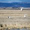 Three Tundra Swans