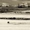 Cattle, Hill Road