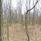 ACRES Bicentennial Woods Nature Preserve