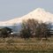 Irrigation / agriculture & Mt. (Volcano) Jefferson, OR, USA.