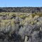 High Desert Plants