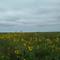 Sunflower Field Near Cottonwood Falls, KS