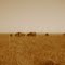 Buffalo