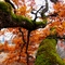 Mossy Tree
