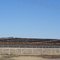 cows, nothin´ but cows