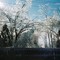 KC Ice Storm - The thaw out - crystal trees