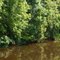 Jean Lafitte Swamps