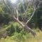 Hill Tree