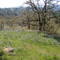 Camas Blooms in  spring!
