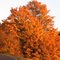 Big Leaf Maple in it's fall colors.