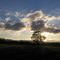 Lone tree in Polk County Oregon