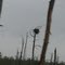 Eagle's nest