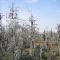 Swampland and Spanish moss