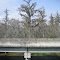 Swampland and Spanish moss