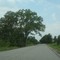 Tree along U.S. 80