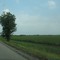 Louisiana cotton field