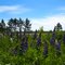 Lupines and Sky
