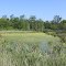 Algae Covered Pond, Cherry Hill Road, Superior Township, Michigan