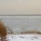 Frozen Brest Bay in wind gust