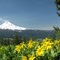 Bald Butte balsamroot and Mt Hood...last week of May