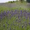 Lavender Farms, Hood River, OR