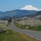 Mt Adams from the Hood River valley Fruit Loop Route