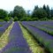 Lavendar Valley