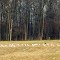 Here are birds on a field. Which is different, Honey?