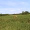 Pedersen hay Feild