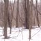 Deer in winter. March 2010